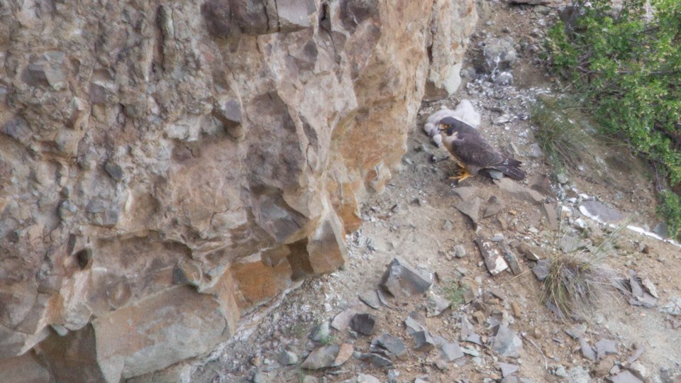 A peregrine falcon stands next to its eggs on a rock ledge. A peregrine falcon stands next to its eggs on a rock ledge.