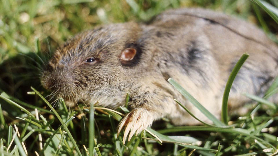 Pocket gopher with a view of its long, sharp claws