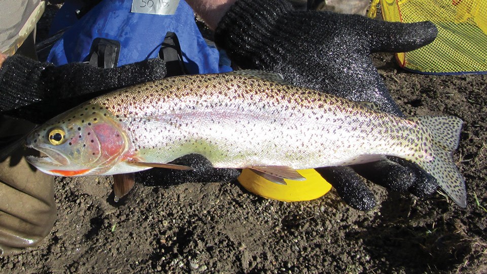 Hybrid fish of a cutthroat trout and rainbow trout