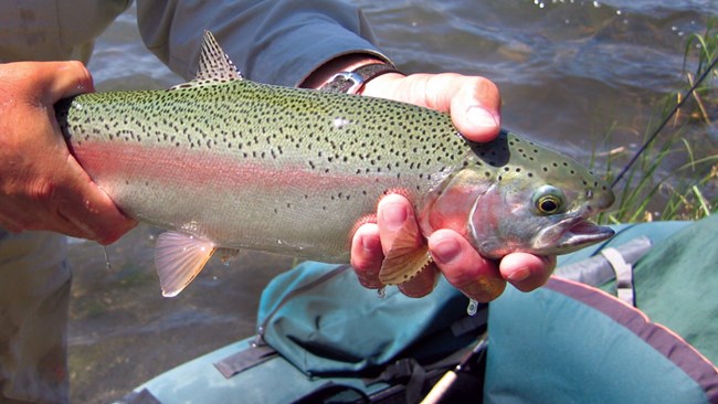 Rainbow trout in the hands of an angler