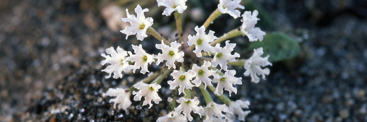Small white blooms above sand Small white blooms above sand