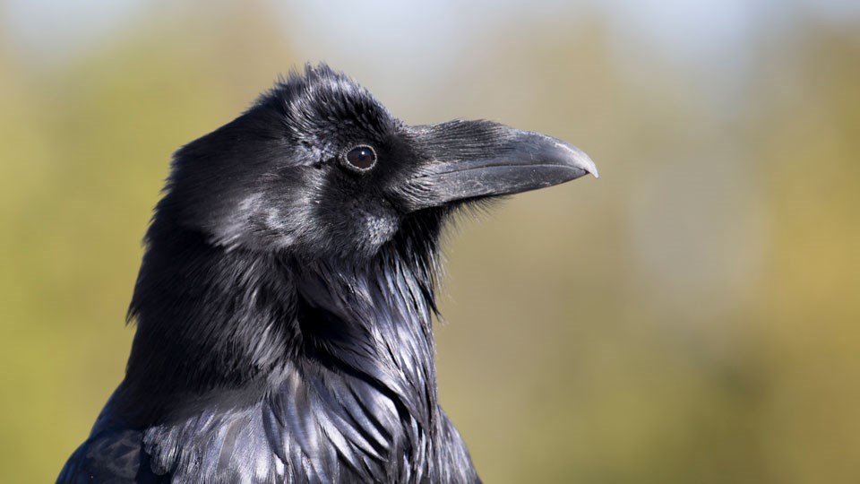 Profile of a raven Close-up of the black feathers, eyes, and beak of a raven's head