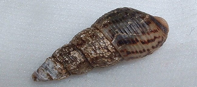 A conical shell with 6 whorls. It is light brown with red flecks.