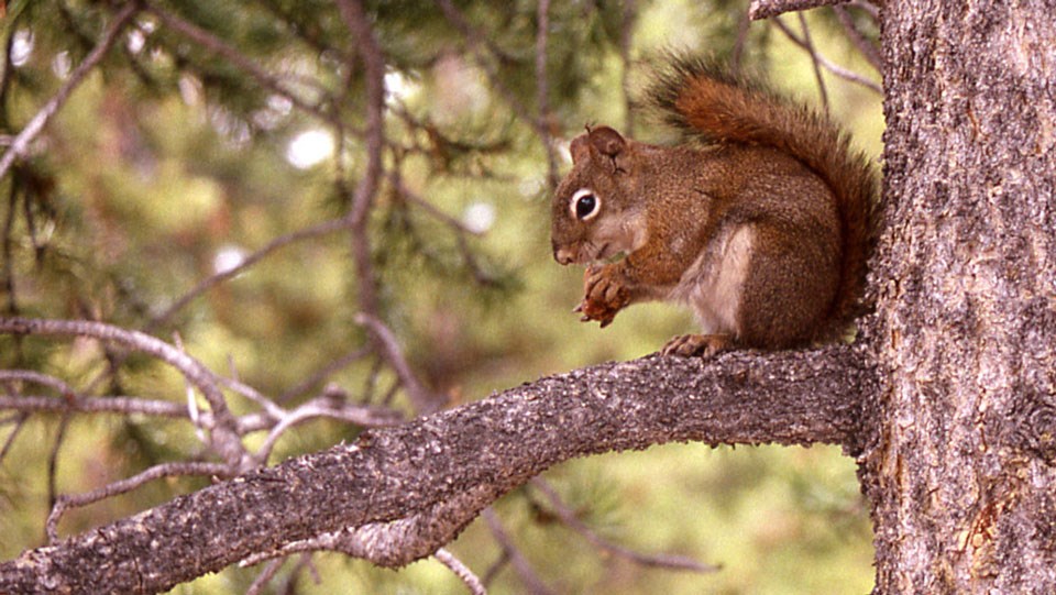 Red squirrel sitting on a branch in a tree with a cone.