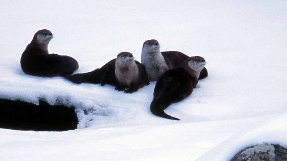 Four river otters resting on the snow