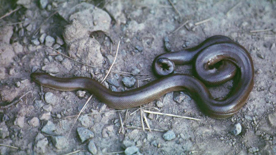 A dark-colored snake coiled on a graveled flat surface.