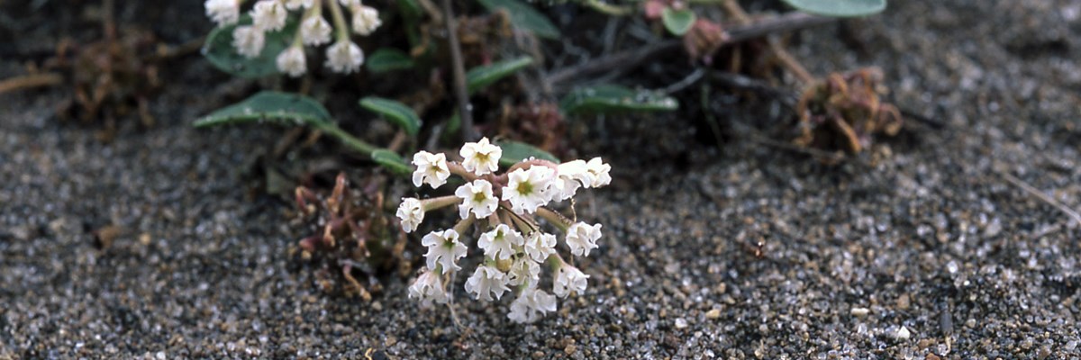 Small white blooms above sand Small white blooms above sand