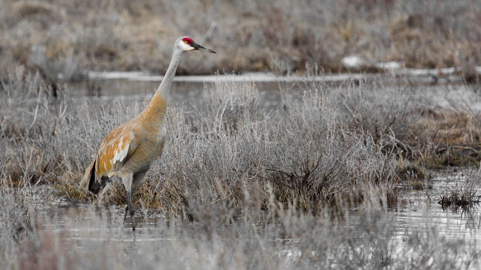 Sandhill crane searching for food in a marsh. Sandhill crane searching for food in a marsh.