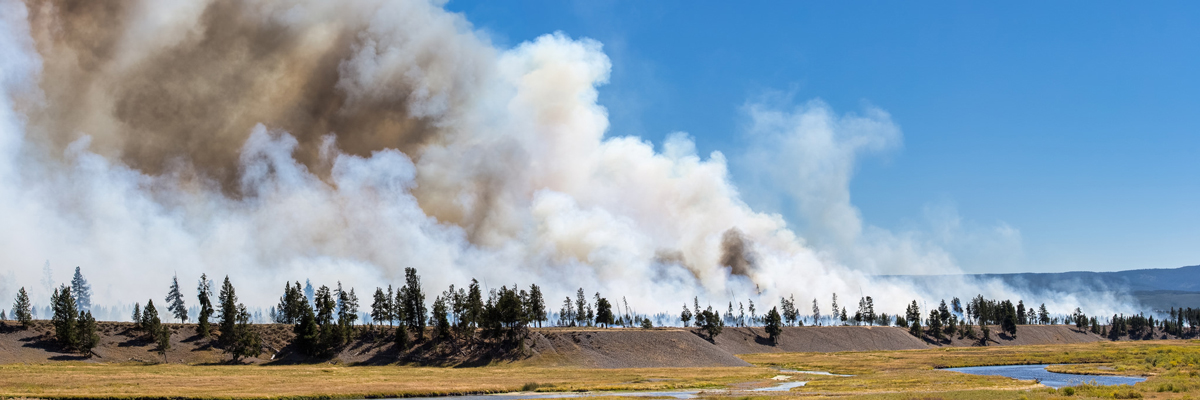 Gray and white smoke plumes rise above forest at the edge of a meadow Gray and white smoke plumes rise above forest at the edge of a meadow