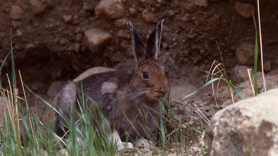 A brown-colored snowshoe hare hiding behind a thicket of grass.