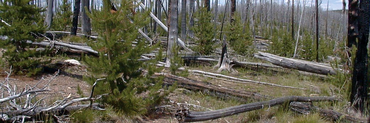 Small plants sprout among light brown soil in an area burned by fire