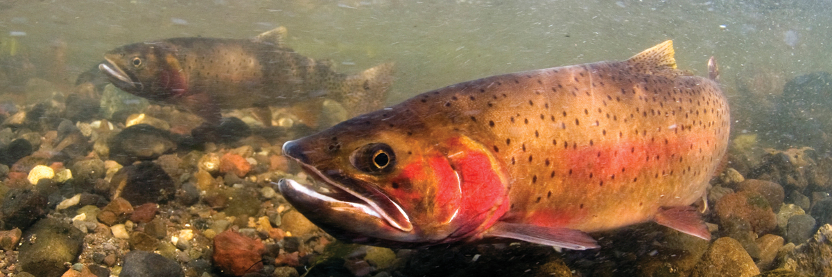 Yellowstone Cutthroat Trout - Yellowstone National Park (U.S. ...