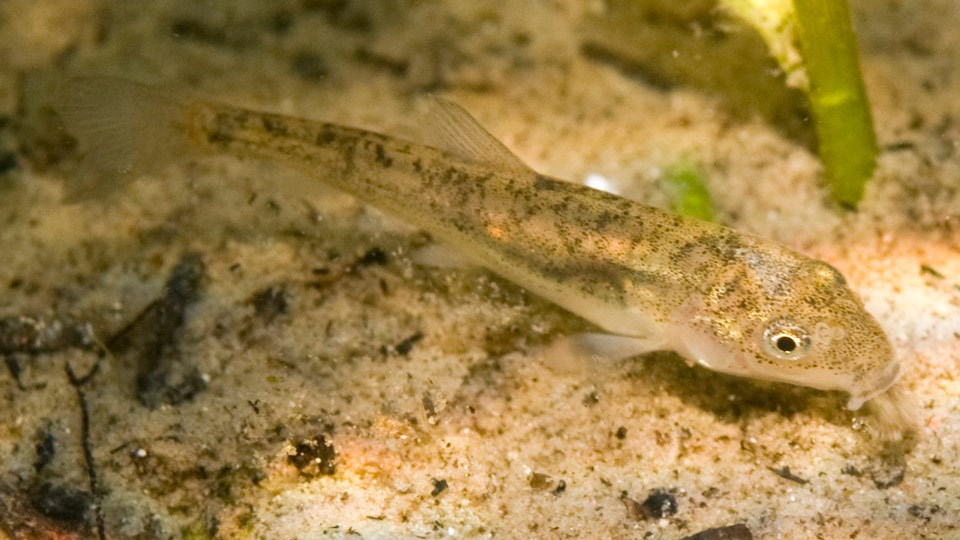 A small fish with a sucker mouth floats near the bottom of a stream bed A small fish with a sucker mouth floats near the bottom of a stream bed