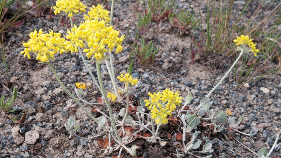 Yellow flowers of the Yellowstone sulphur flower.