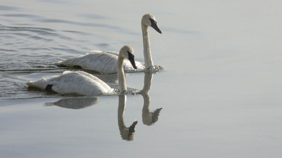 A pair of swans swim across a lake A pair of swans swim across a lake