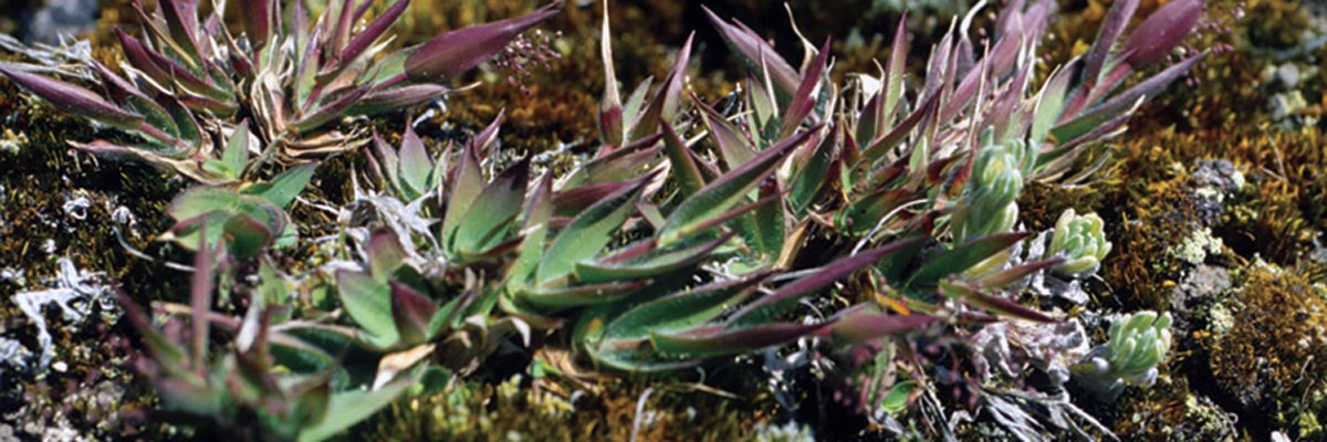 Green vegetation with sharp, purple points