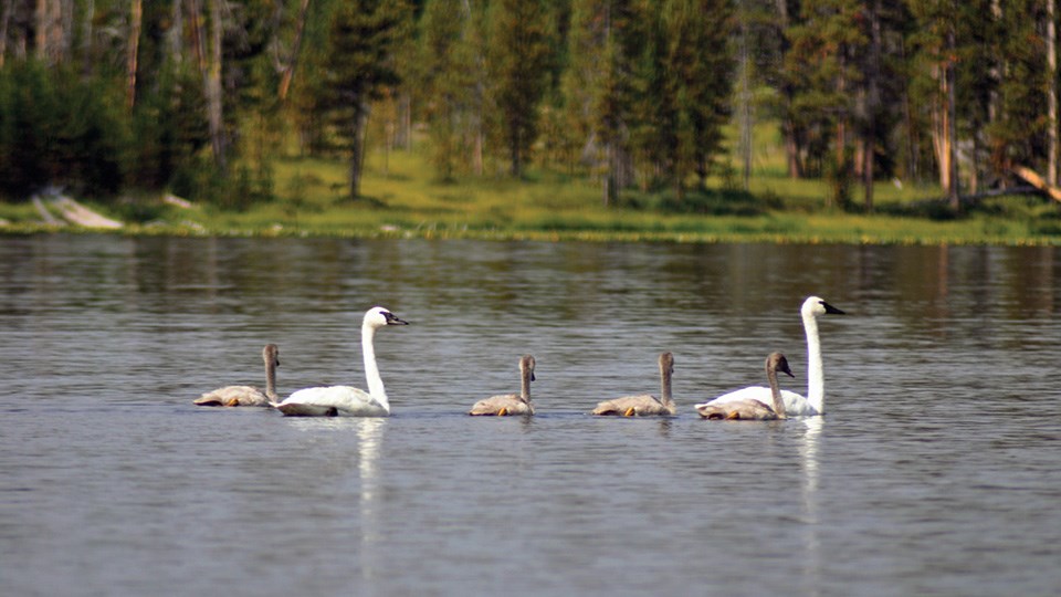 Two adult swans and four juvenille swans swim on a body of water