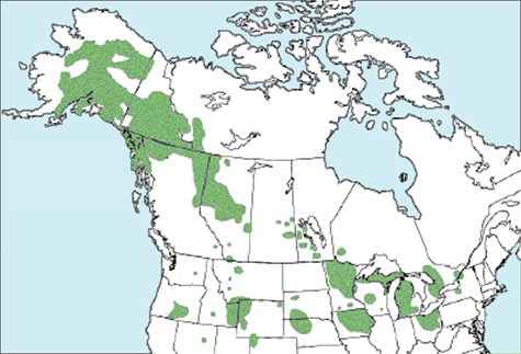 Map of northern United States and Canada with swan dispersal in green across most of the northern states and a large distribution in Alaska, British Columbia, and Yukon.