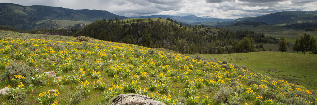 Yellow flowers and sage brush cover a hill with mountains in the background Yellow flowers and sage brush cover a hill with mountains in the background