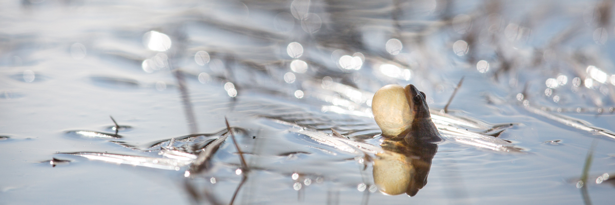 The head of a frog peaks out from water with a buldging throat The head of a frog peaks out from water with a buldging throat