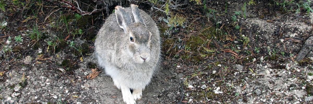 A jackrabbit sits beneath a bush