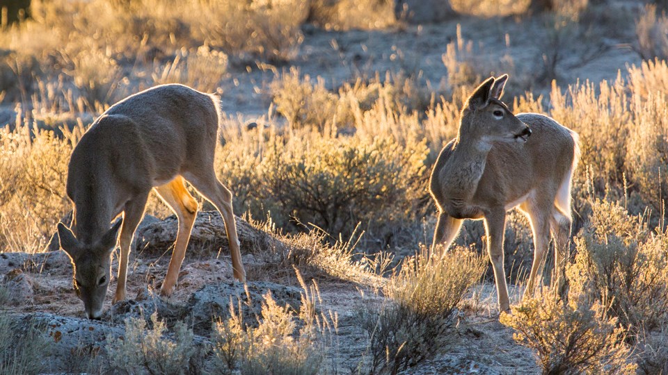 White-tailed deer grazing in sagebrush.