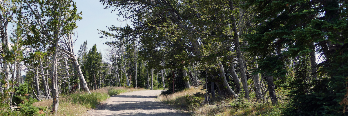 Gnarled trees line a steep dirt road Gnarled trees line a steep dirt road