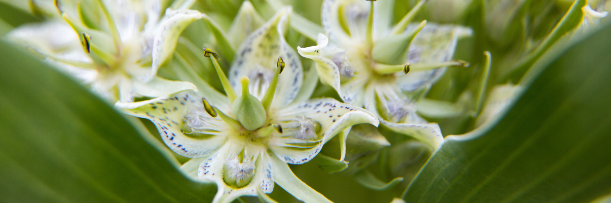 Closeup of speckled petals of a white flower Closeup of speckled petals of a white flower