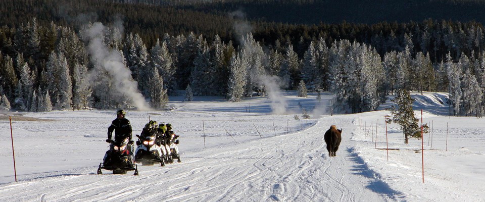 A line of five snowmobiles on a groomed road stop and look at a bison walking in the opposite direction with steam rising from the ground A line of five snowmobiles on a groomed road stop and look at a bison walking in the opposite direction with steam rising from the ground