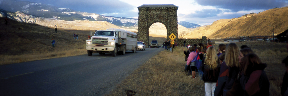 Wolf Restoration - Yellowstone National Park (U.S. National Park Service)