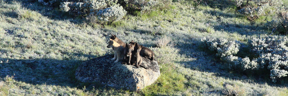 Mother wolf with pups