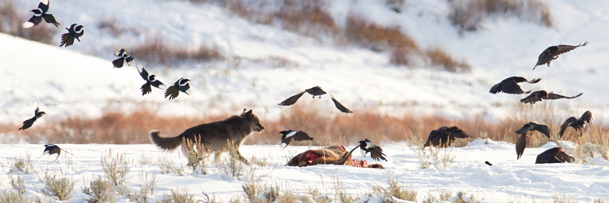 Magpies and ravels fly above a bloody carcass in snow approached by a moving wolf