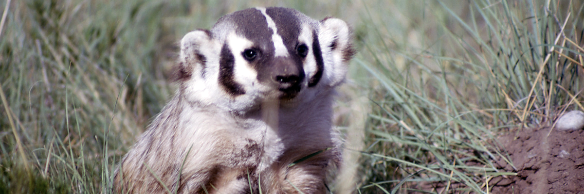 A badger emerges from the ground