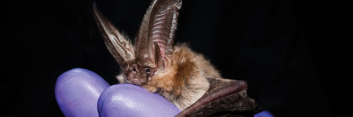 A bat with tall ears held by a gloved hand A bat with tall ears held by a gloved hand