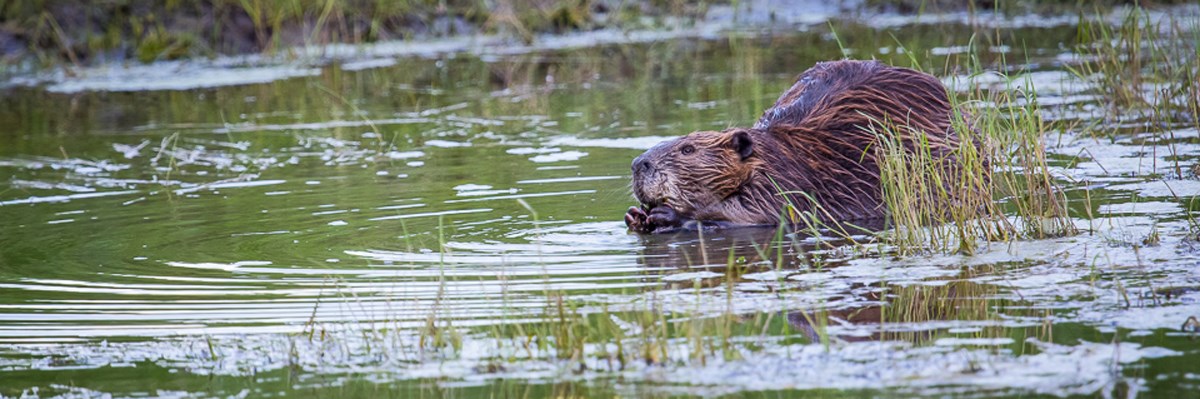 Beavers Are Keystone Species in USA