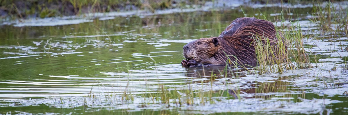 A beaver chews on something while stooped in water with grass growing out of it