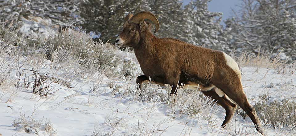 Big Horn Sheep climbs a snowy hillside Big Horn Sheep climbs a snowy hillside