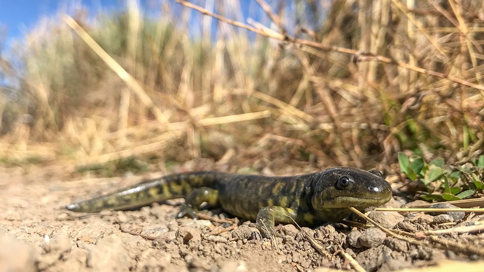 A reptile pauses on the ground.