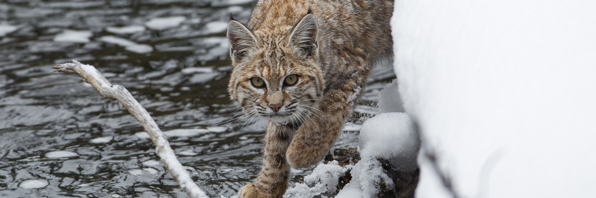Bobcat Yellowstone National Park U S National Park Service
