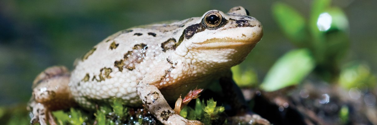 A tan frog with black spots on a glistening moss A tan frog with black spots on a glistening moss