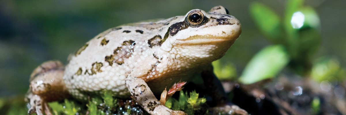 A tan frog with black spots on a glistening moss