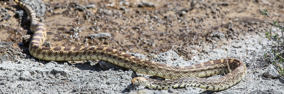 A tan and black snake on rocky surface