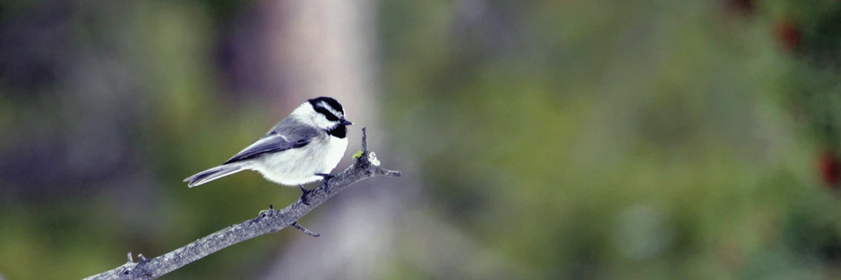 Chickadee A chickadee sits on a branch