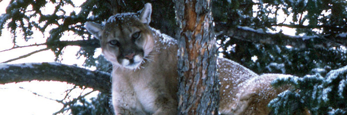 A cougar looks at a photographer from a tree A cougar looks at a photographer from a tree