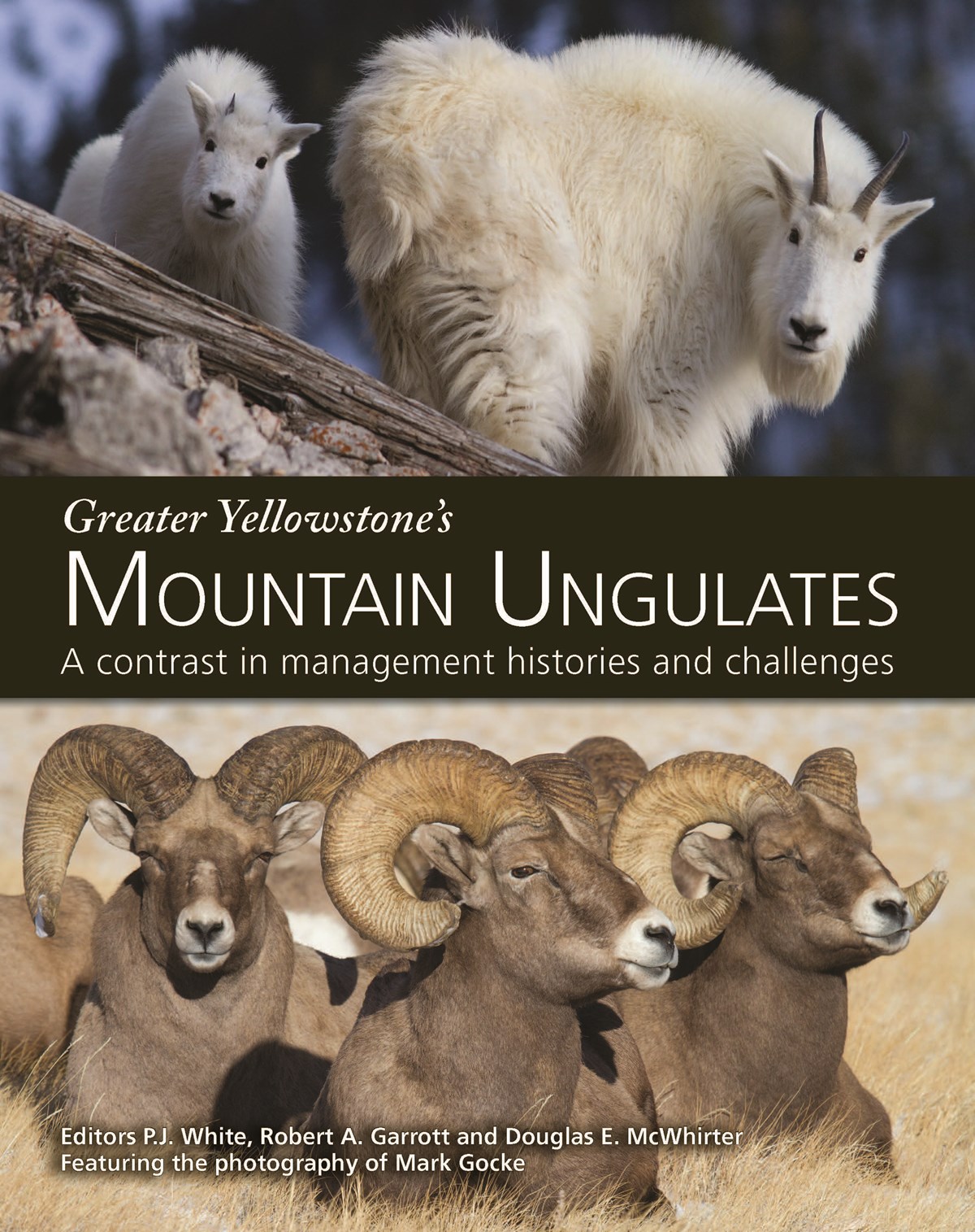 Greater Yellowstone's Mountain Ungulates Cover