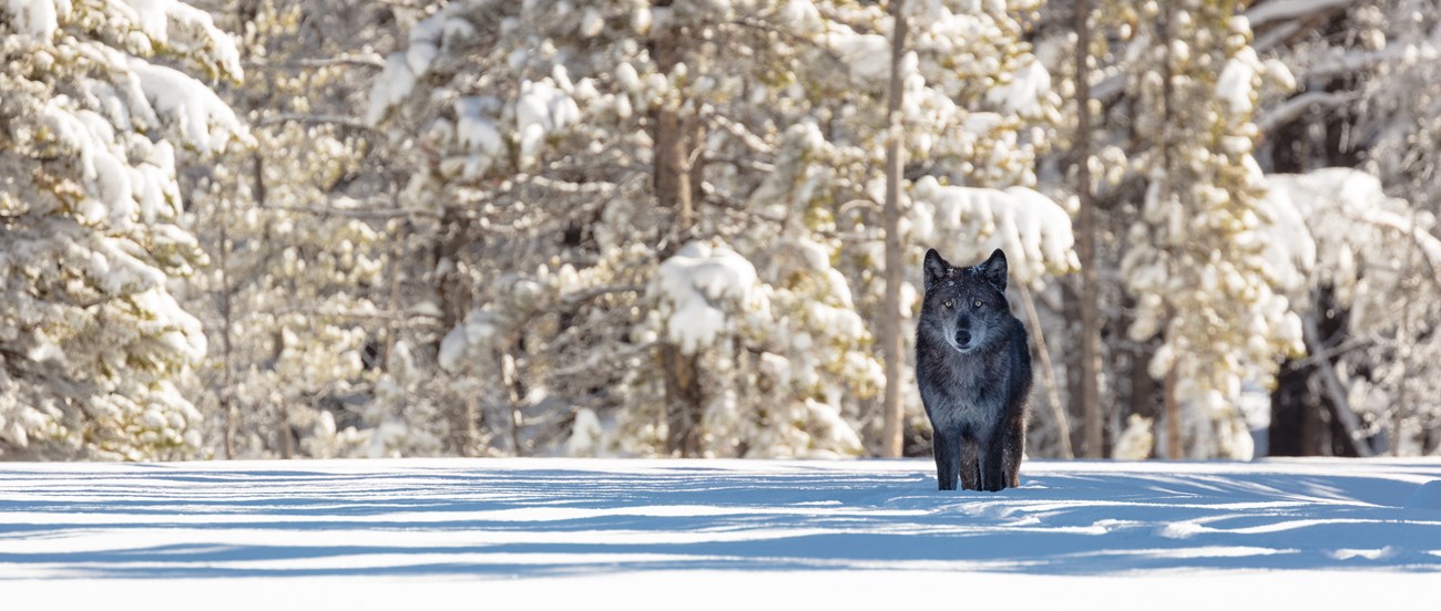 Wolf walking in snow