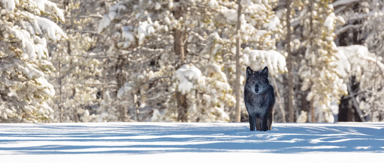 Wolf in snow Wolf walking in snow