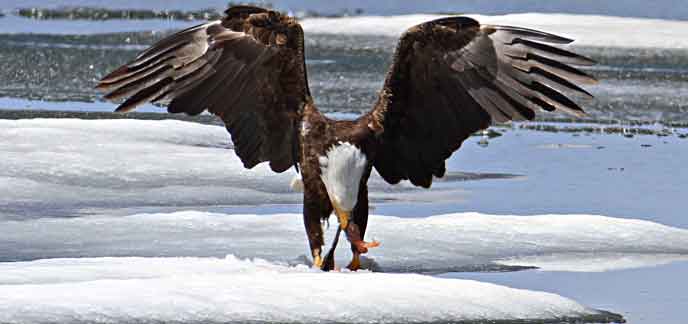 A bald eagle eats a fish. A bald eagle eats a fish.