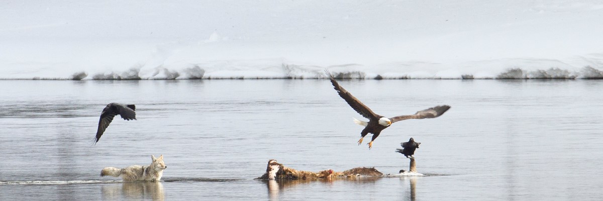 A coyote approaches a carcass protruding from a calm river as ravens and a bald eagle fly off A coyote approaches a carcass protruding from a calm river as ravens and a bald eagle fly off