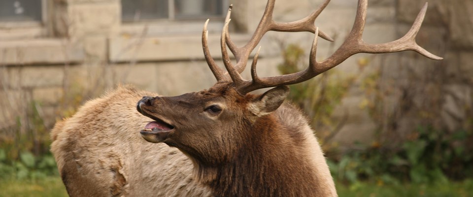 Bull elk bugles in front of a building